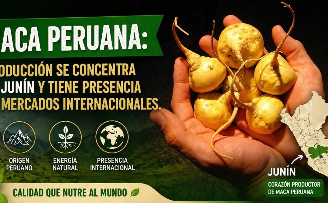 MACA PERUANA: PRODUCCIÓN SE CONCENTRA EN JUNÍN Y TIENE PRESENCIA EN MERCADOS INTERNACIONALES