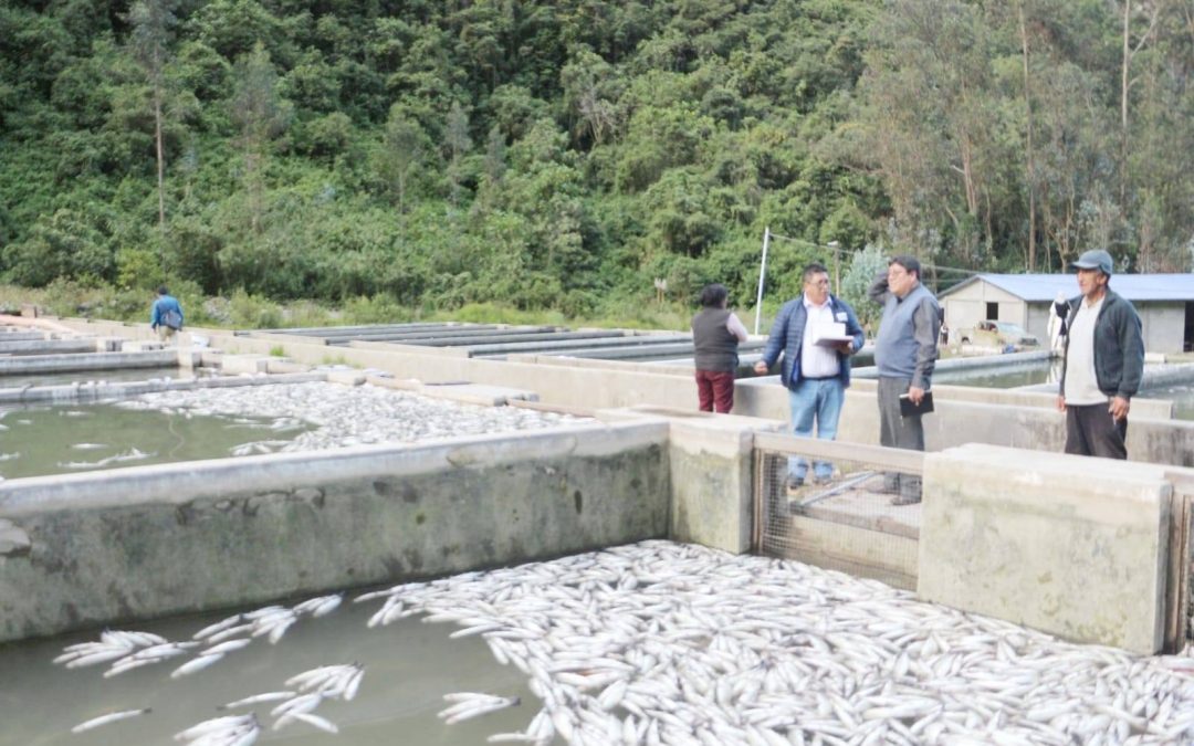 MÁS DE 2.5 MILLONES DE TRUCHAS MUEREN POSIBLEMENTE ENVENENADAS EN EL RÍO YARACYACU EN PARIAHUANCA, HUANCAYO