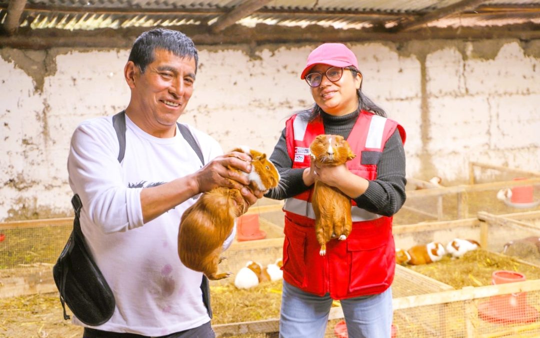 DÍA DEL CAMPESINO: PRODUCTOR DE JUNÍN TRANSFORMA LA CRIANZA DE CUYES EN HISTORIA DE PROGRESO FAMILIAR
