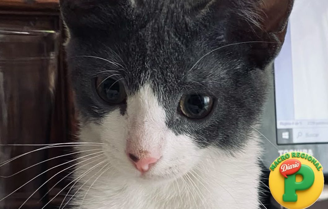 INEI: 64,0% de los hogares del Perú tiene mascotas