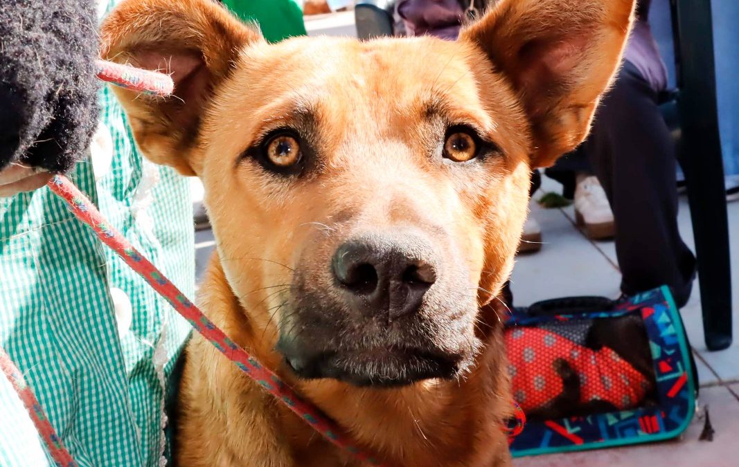 CHILCA ANUNCIA NUEVA CAMPAÑA DE ESTERILIZACIÓN PARA MASCOTAS